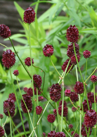 Sanguisorba officinalis 'Chocolate Tip'